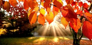 Colors of NH