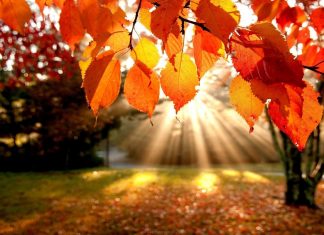 Colors of NH