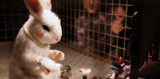 Cosmetic Animal Testing