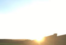 Why Do We Love Dogs?