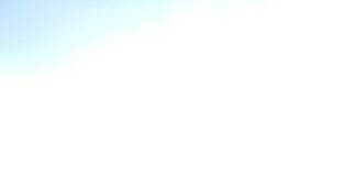 Why Do We Love Dogs?