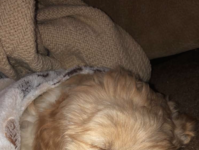 Bentley’s Barks: A small dog living in a big world