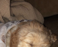 Bentley’s Barks: A small dog living in a big world