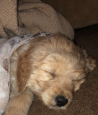 Bentley’s Barks: A small dog living in a big world