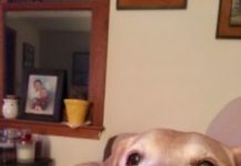 A Tribute to Scooter