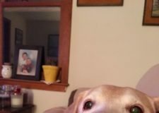 A Tribute to Scooter