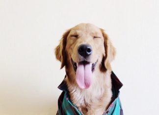 Pups and Positivity
