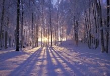 The Scallion*: Winter Dreams