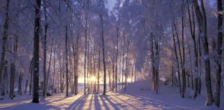 The Scallion*: Winter Dreams