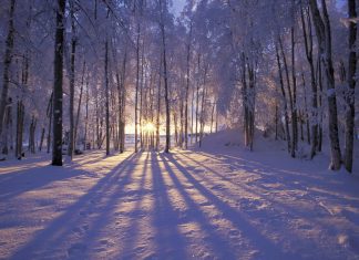 The Scallion*: Winter Dreams