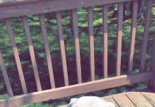If My Dog Were a Person, He Would Be Pretty Neat