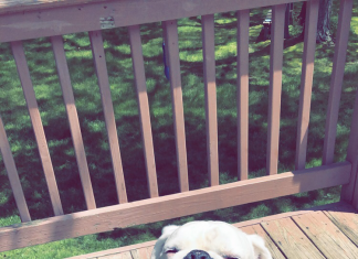 If My Dog Were a Person, He Would Be Pretty Neat