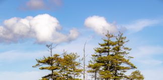 Best Places to See the Foliage in NH