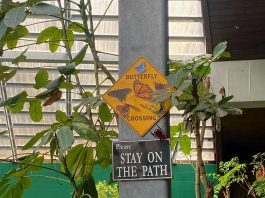 Butterfly Sanctuary – Photo Story