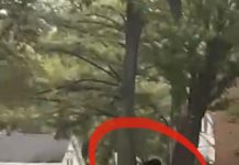 Bear Runs Wild on NEC Campus