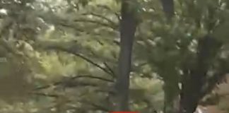 Bear Runs Wild on NEC Campus