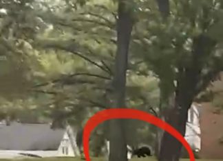 Bear Runs Wild on NEC Campus