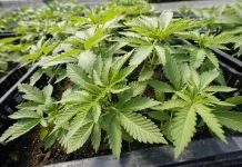 NH marijuana commission fails to find consensus for a legalization policy