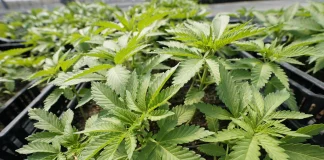 NH marijuana commission fails to find consensus for a legalization policy