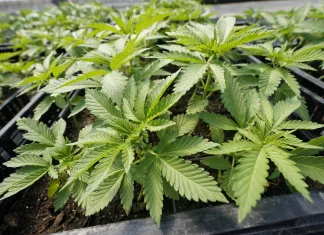 NH marijuana commission fails to find consensus for a legalization policy