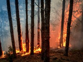Opinion: Texas Wildfires and its immediate impact on the Climate Crisis