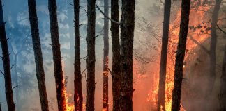 Opinion: Texas Wildfires and its immediate impact on the Climate Crisis