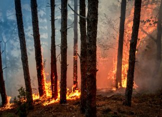 Opinion: Texas Wildfires and its immediate impact on the Climate Crisis