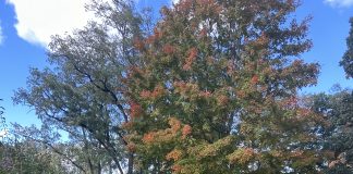 Malik Keresey approaches the finish line for his senior season