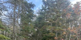 Veterans of New England College: Raelyn Viti