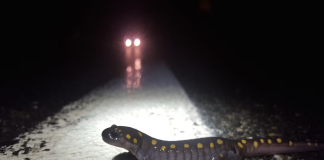 Henniker’s vernal wildlife