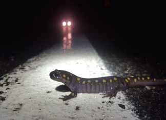 Henniker’s vernal wildlife
