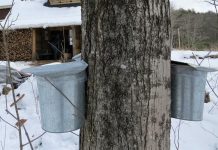 NH maple syrup producers hope for temps to hold after slow start to the season