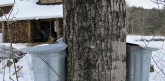 NH maple syrup producers hope for temps to hold after slow start to the season