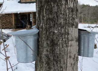 NH maple syrup producers hope for temps to hold after slow start to the season